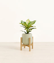 Load image into Gallery viewer, Turquoise stand:light
