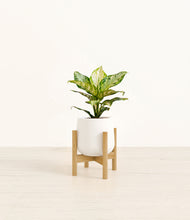 Load image into Gallery viewer, White stand:light

