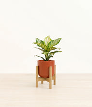 Load image into Gallery viewer, Glossy Red stand:light
