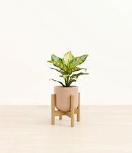 Load image into Gallery viewer, Glossy Pink stand:light
