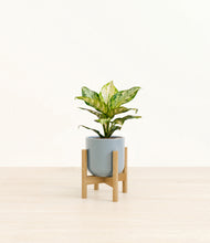 Load image into Gallery viewer, Misty Blue stand:light
