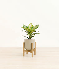 Load image into Gallery viewer, Sage Green stand:light
