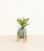 Load image into Gallery viewer, Reactive Aqua stand:light
