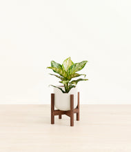 Load image into Gallery viewer, Cotton White stand:dark
