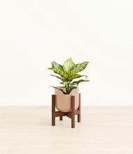 Load image into Gallery viewer, Glossy Pink stand:dark
