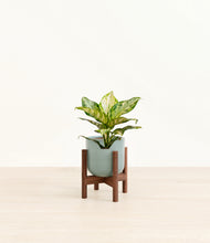 Load image into Gallery viewer, Reactive Aqua stand:dark
