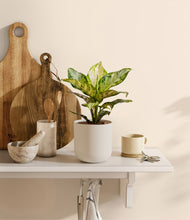 Load image into Gallery viewer, Natural Bamboo
