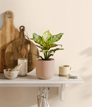 Load image into Gallery viewer, Sandy Pink
