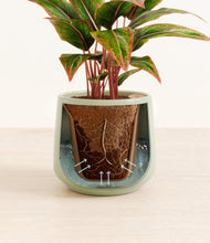 Load image into Gallery viewer, Turquoise stand:all
