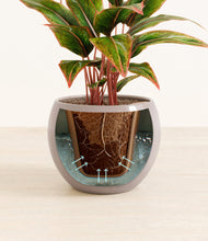 Load image into Gallery viewer, Winter Clouds stand:all
