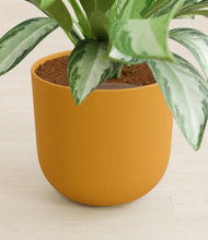 Load image into Gallery viewer, Sunset Orange stand:all
