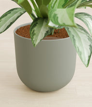 Load image into Gallery viewer, Sage Green stand:all
