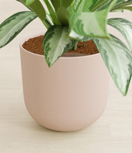 Load image into Gallery viewer, Sandy Pink stand:all
