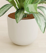 Load image into Gallery viewer, Natural Bamboo stand:all
