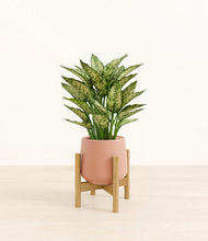 Load image into Gallery viewer, Calm Rose stand:bamboo
