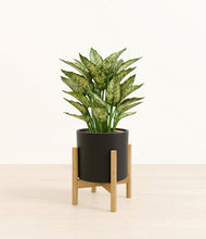 Load image into Gallery viewer, Black stand:bamboo
