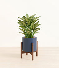 Load image into Gallery viewer, Deep Navy stand:walnut
