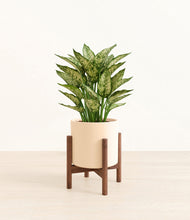 Load image into Gallery viewer, Cream stand:walnut
