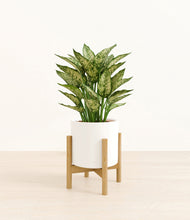 Load image into Gallery viewer, White stand:bamboo
