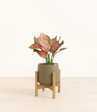 Load image into Gallery viewer, Olive stand:bamboo
