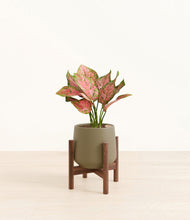 Load image into Gallery viewer, Olive stand:walnut
