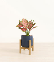 Load image into Gallery viewer, Deep Navy stand:bamboo
