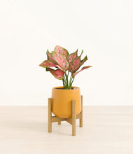 Load image into Gallery viewer, Mustard stand:bamboo
