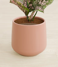 Load image into Gallery viewer, Calm Rose stand:all
