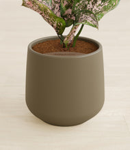 Load image into Gallery viewer, Olive stand:all
