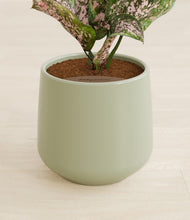 Load image into Gallery viewer, Turquoise stand:all
