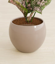 Load image into Gallery viewer, Desert Brown stand:all
