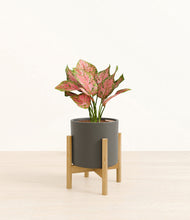 Load image into Gallery viewer, White stand:bamboo
