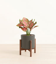 Load image into Gallery viewer, White stand:walnut
