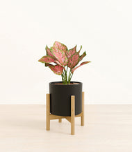 Load image into Gallery viewer, Black stand:bamboo
