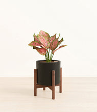 Load image into Gallery viewer, Black stand:walnut
