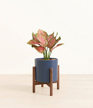 Load image into Gallery viewer, Deep Navy stand:walnut
