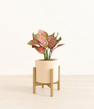 Load image into Gallery viewer, Cream stand:bamboo

