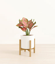 Load image into Gallery viewer, White stand:bamboo
