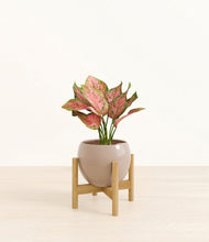 Load image into Gallery viewer, Desert Brown stand:bamboo
