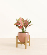 Load image into Gallery viewer, Calm Rose stand:bamboo
