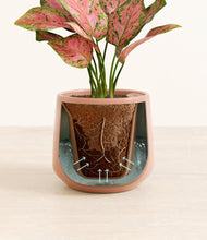 Load image into Gallery viewer, Calm Rose stand:all
