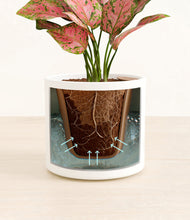 Load image into Gallery viewer, White stand:all
