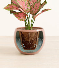 Load image into Gallery viewer, Calm Rose stand:all
