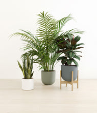 Load image into Gallery viewer, Earthy stand:one_stand
