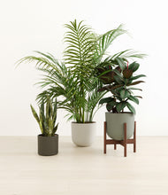 Load image into Gallery viewer, Woodland stand:one_stand
