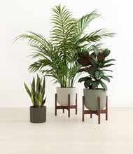 Load image into Gallery viewer, Woodland stand:two_stands
