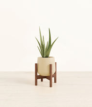 Load image into Gallery viewer, Almond Green stand:walnut
