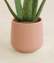 Load image into Gallery viewer, Calm Rose stand:all
