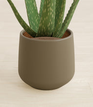 Load image into Gallery viewer, Olive stand:all
