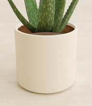 Load image into Gallery viewer, Cream stand:all
